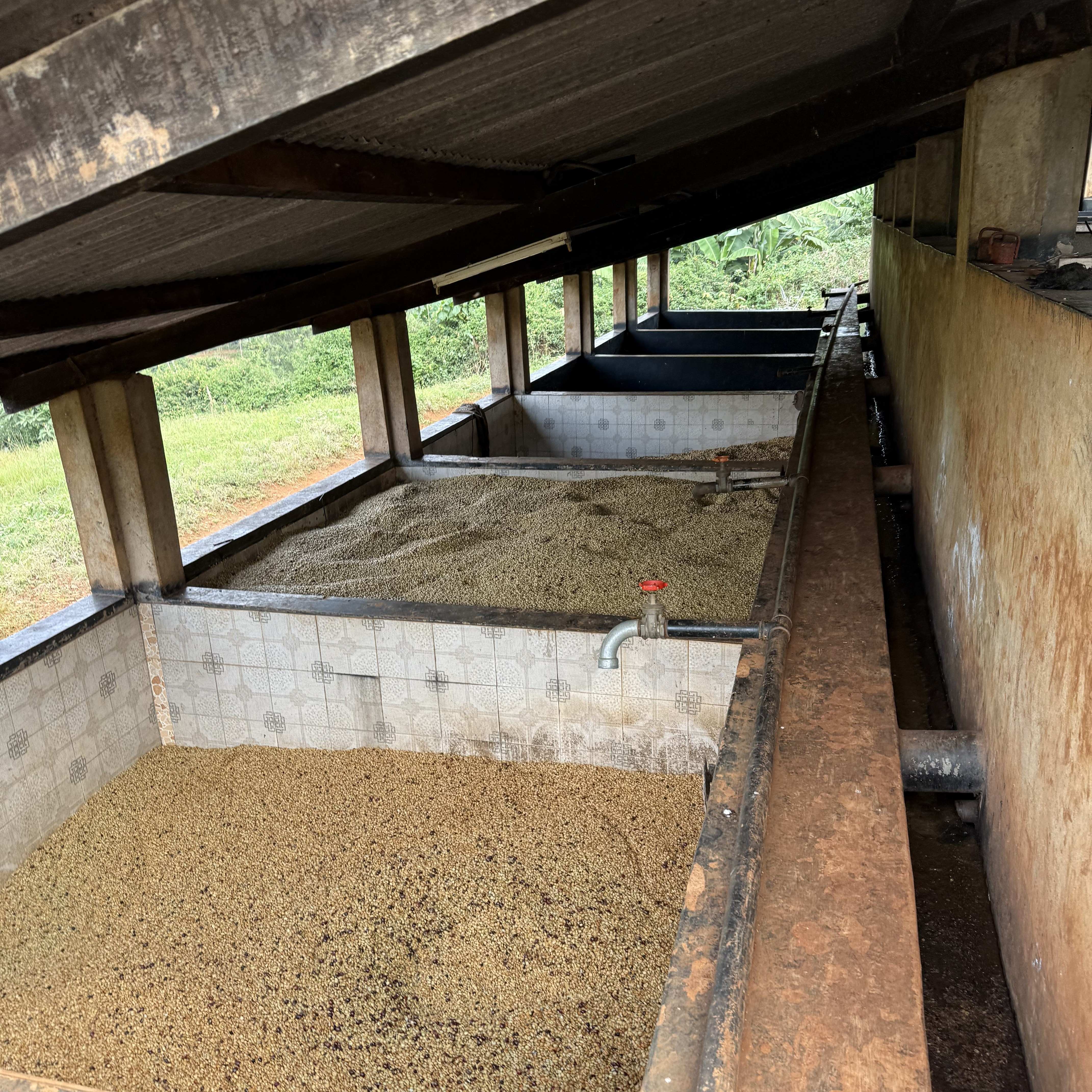 Kenya Kieni Washed(25/26年クロップ) | ORIGIN COUNTRIES for Small
